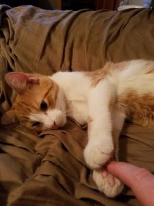 "Thank you for adopting me, human! I give you a paw-finger hug."