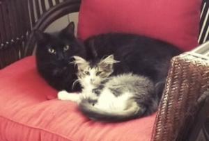 Belle (black) sharing her throne with Barbara.