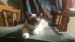 Marcus rest in a sunbeam at his new fur-ever home.