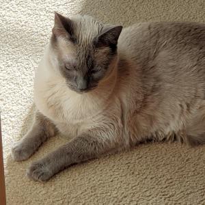 Deja Bleu relaxes on the matching carpet at his fur-ever home.