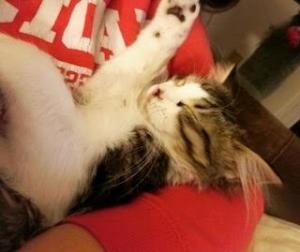 Barbara in one of her favorite napping spots: her human's arms!