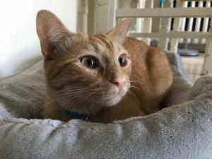 Colby doesn't like be startled when he's doing a snooze in his cat bed.