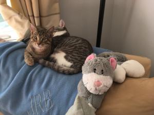 Marvin in a rare, calm moment while Leonhard naps, unaware of the mischief that may soon be enacted.