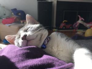 Leonhard can't believe the prime napping spots available in his new fur-ever home.