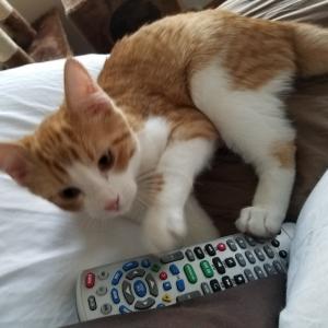 Only a few hours at his fur-ever home and Kennedy is already in charge of the remote.