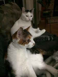 Harper teaching Lucy how to sit like a human.