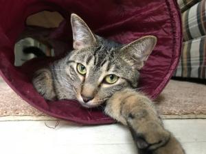 Monty invites you to explore this crinkly tunnel with him...and perhaps take a quick nap.