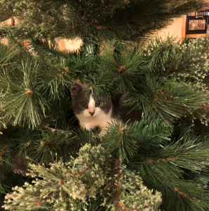 "I'm hiding, come find me!" Daisy finds an expert hiding spot.