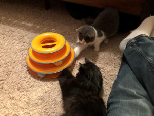 Daisy (grey & white) and Luna (black) will get those balls out one day!