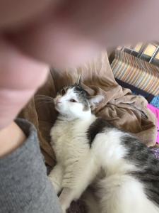 Ruthie getting ready for a cozy nap.