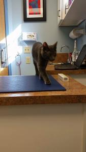 Becquer conquers his fears and explores the vet's office.