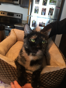 Squeeks looks lovingly at her new human, thanking him for the comfy bed and great fur-ever home.