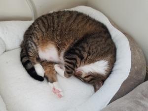 Napping...