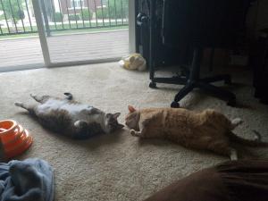 ...and more napping! (And maybe some tummy rubs!)