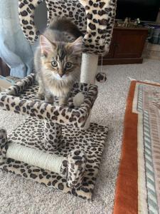 Mimi is living in style with her paw-some cat-print cat tree.