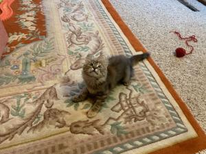 Whatever that thing is, Mimi will get it--she ready for anything!