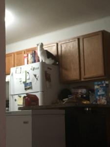 Lucy takes her explorations to new heights.