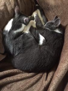 Cat naps are always better with a friend.