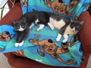 Sneakers and Rizzle claim a throne at their new home.