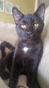 Jax poses for a photo but really wishes his human would stop taking pictures and pet him already!