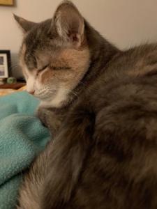 Minerva finds a quiet, snuggly place for her daily meditations. She's trying to figure out how to keep them from all turning into naps.