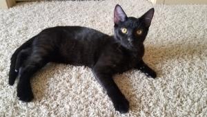 Oli can't believe how great his new fur-ever home is! And how great he looks against this carpet!