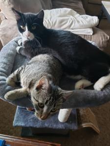 Dash (black and white) and Cleo (tiger) make an excellent and snuggly topper for a cat tree.