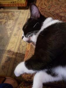 The sleep of a content cat--Fred has found his fur-ever home!