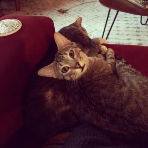 Willow tries to get in a nap while Fox poses for a photo. "What? She likes it when I do this!"