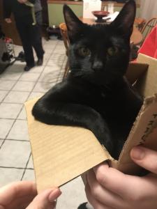 Onyx likes to keep it casual when hanging out in boxes.