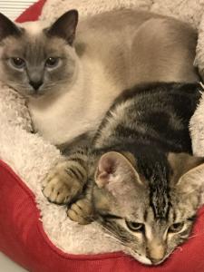 Penny and Jasper learn the finer points of sharing.