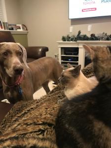 The whole family of pets! Gracie (dog), Penny (Siamese), and Jasper, looking on with interest.