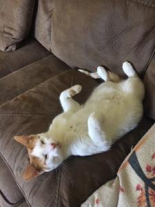 Sammy gearing up for the ultimate cat favorite: the nap-tummy rub combo.