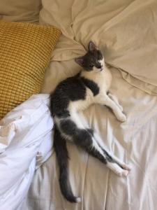 JoJo taking a snooze after a full day of exploring, playing, and, of course, eating.