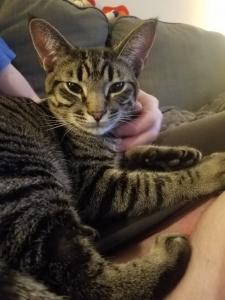 Tony getting some well-deserved scratches from one of his new humans.
