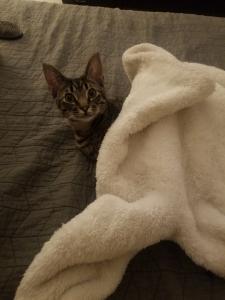 "Oh, hello human! May I snooze here?"