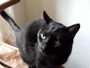 Black Jack waits patients from his staff to return with his treats.