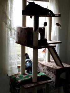 Black Jack (top) and Brady (bottom) keep a careful watch on the neighborhood from their cat tree.