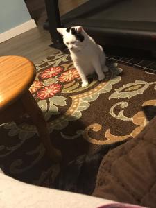 Connor isn't too sure about his surrounding yet...
