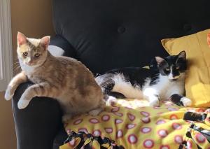 Frannie (buff) shares her throne with Lewis (black & white).
