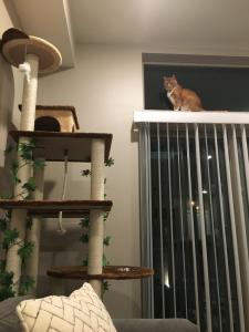 Alchemy surveys his kingdom from high atop the window.