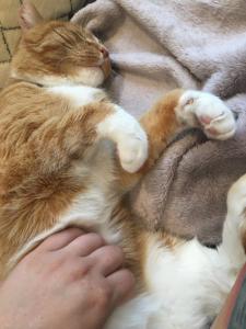 Belly rubs while napping--can life get any better? Alchemy doesn't think so!