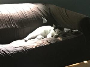 Shamus wastes no time finding a prime napping spot.
