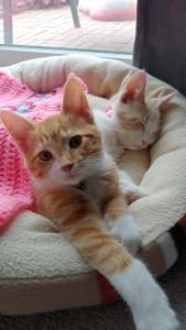 Pumpkin requests you be quiet; his brother is sleeping.