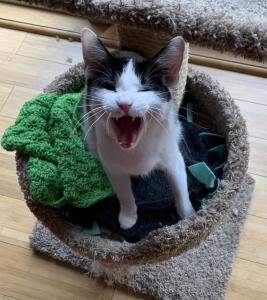 Murphy demands to know who moved his blanket slightly to the elft!