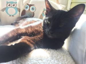 "'Scuse me, this is MY sunbeam. You'll need to find your own."