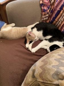 Gouda (cream and white) hangs out with his brother, Samurai Jack, another Angel's Wish alum.