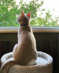 Gouda experiences his first open window at home: "You mean I can smell outside without BEING outside?!"