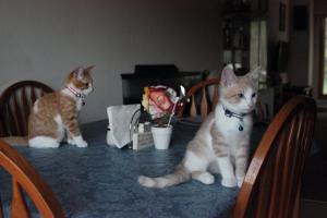 Rocket & Pumpkin are ready for dinner!