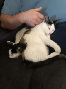 Apollo and Calypso snuggle together for some nice pets from their human.